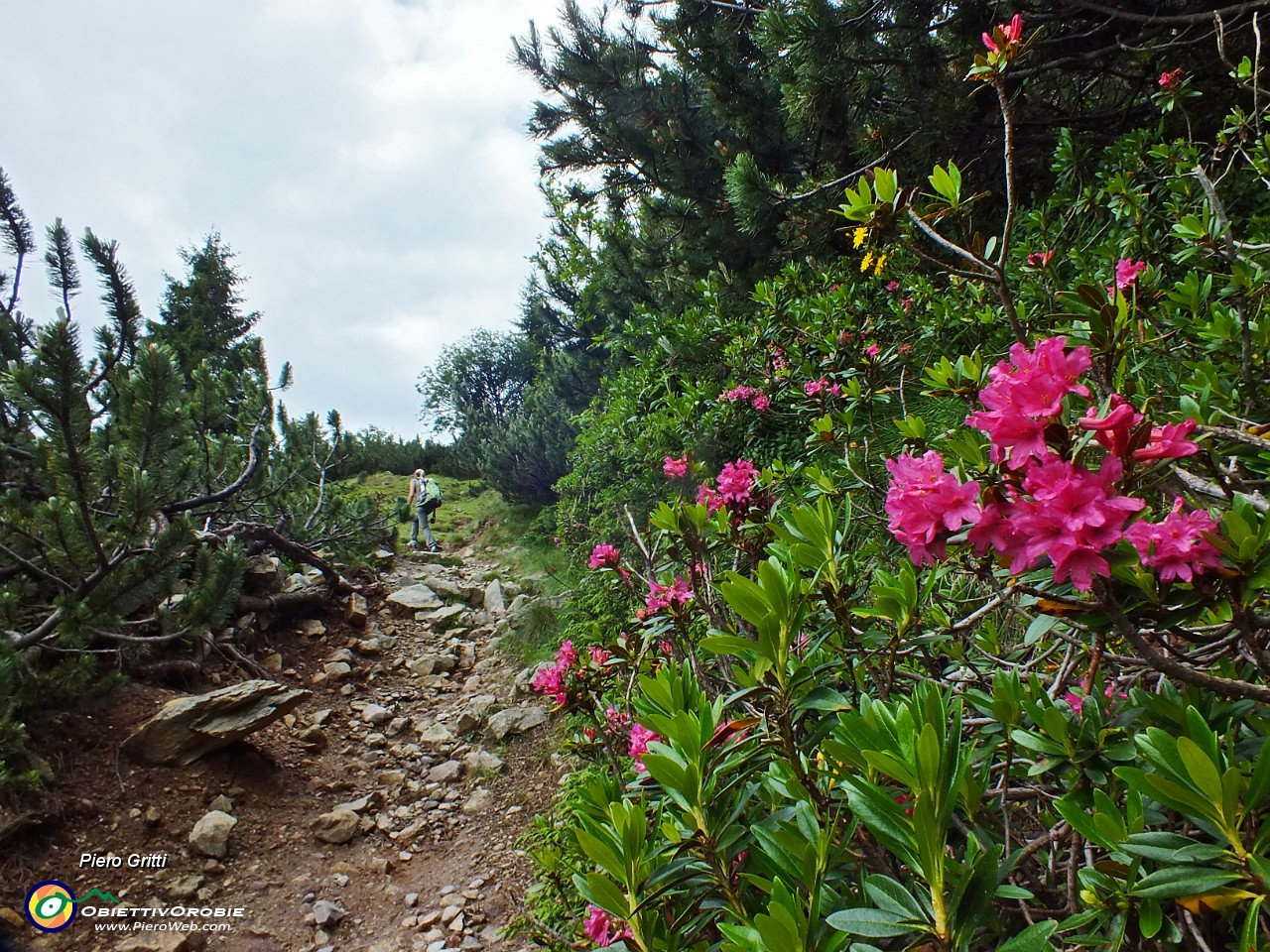 11 Rododendri in fiore....JPG